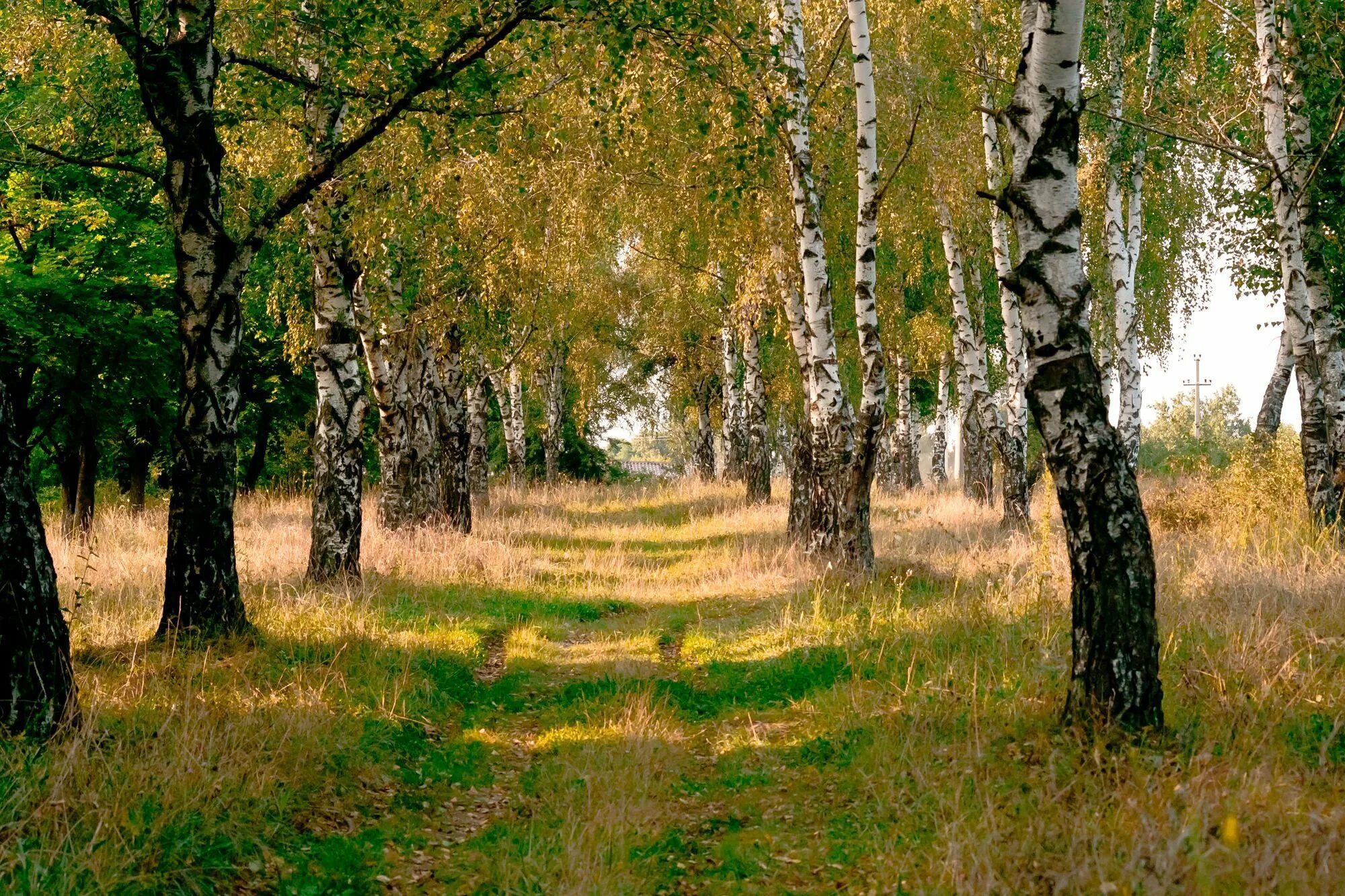 Ближнюю березовую рощу
