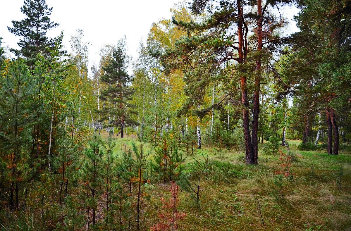 Каштакский бор