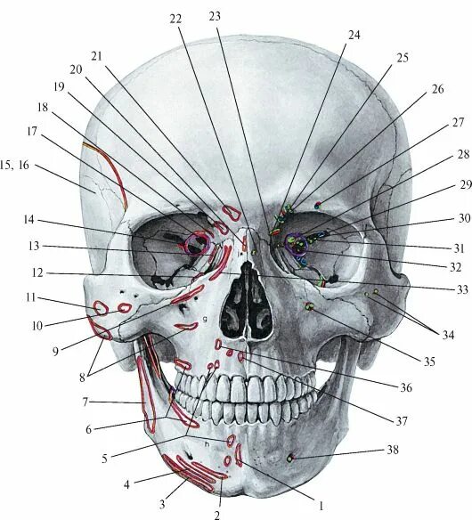 череп кости и мышцы. череп кости и мышцы. мышцы лицевого черепа анатомия. скелет человека строение строение черепа. череп кости и мышцы.