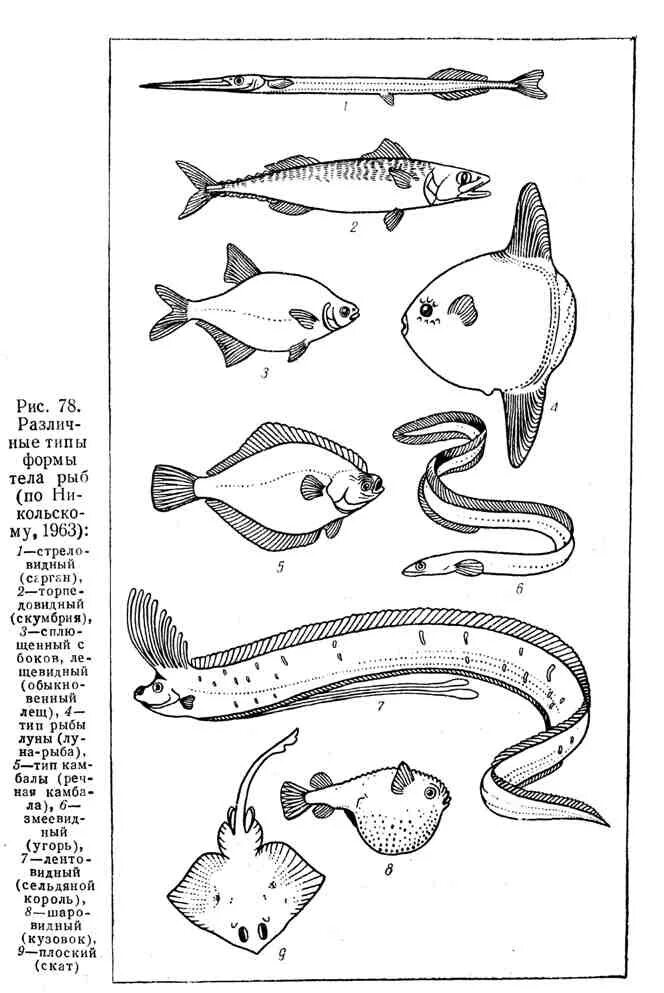 Какое тело у рыб. Макруровидная форма тела рыб. Торпедовидная форма тела у рыб. Различные типы формы тела рыб (по г. в. Никольскому, 1974) :. Листовидная форма тела у рыб.