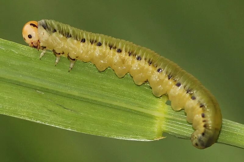 бабочка махаон гусеница махаона. гусеница бабочки махаон мохнатая. гусеница плодожорка. гусеница бабочки оогнёвки. редкие гусеницы.