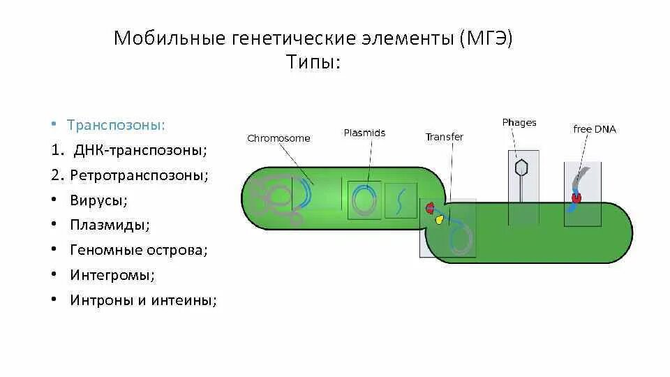 Плазмиды транспозоны is-элементы бактерий. Подвижные генетические элементы бактерий. Мигрирующие генетические элементы бактерий (is, транспозоны). Подвижные генетические элементы транспозоны.