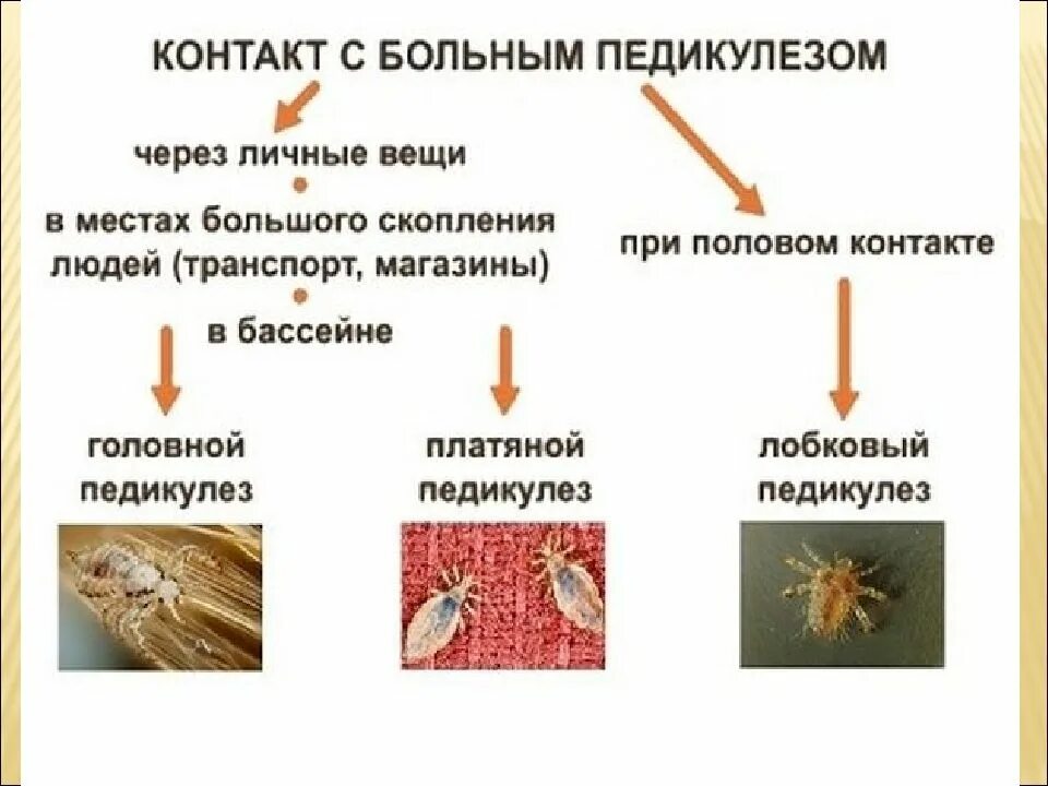 Вши какое заболевание. Источники заражения педикулезом. Способ передачи инфекции педикулез. Механизм передачи педикулеза. Пути передачи и факторы передачи педикулеза.