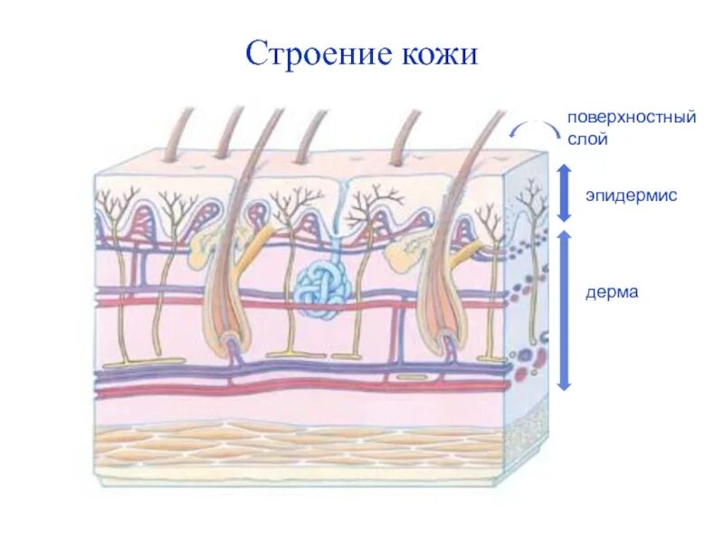 Слой 1) эпидермис 2) дерма 3) гиподерма. Строение кожи человека схема. Дерма эпидерма строение кожи. Кожа строение рисунок. Строение эпидермиса кожи человека рисунок.