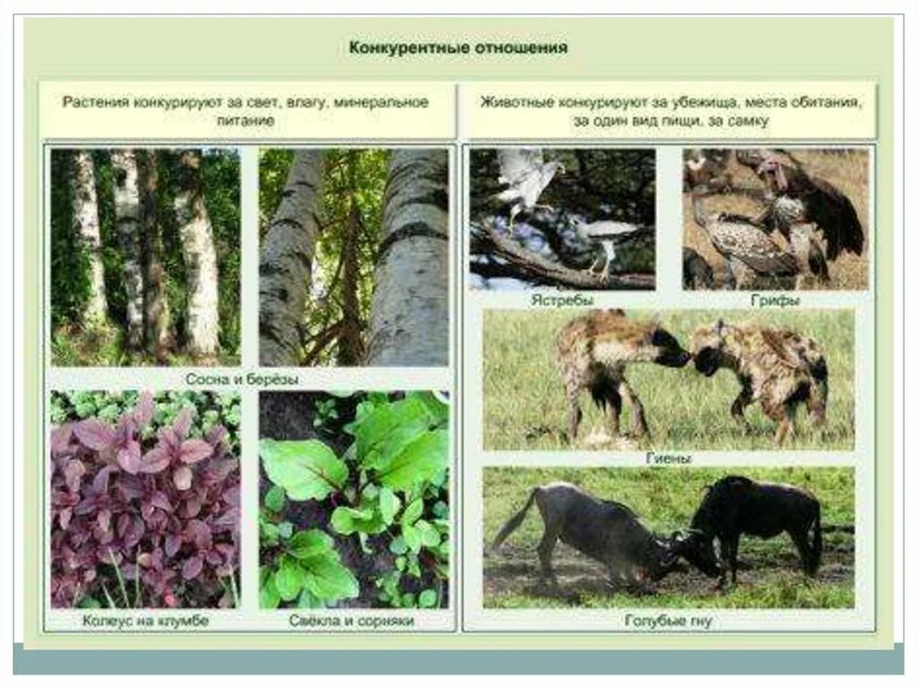 Взаимоотношения в растительном сообществе. Конкурентные взаимоотношения растений. Конкурентные взаимоотношения. Конкуренция растений и животных. Конкурентные отношения в биологии.