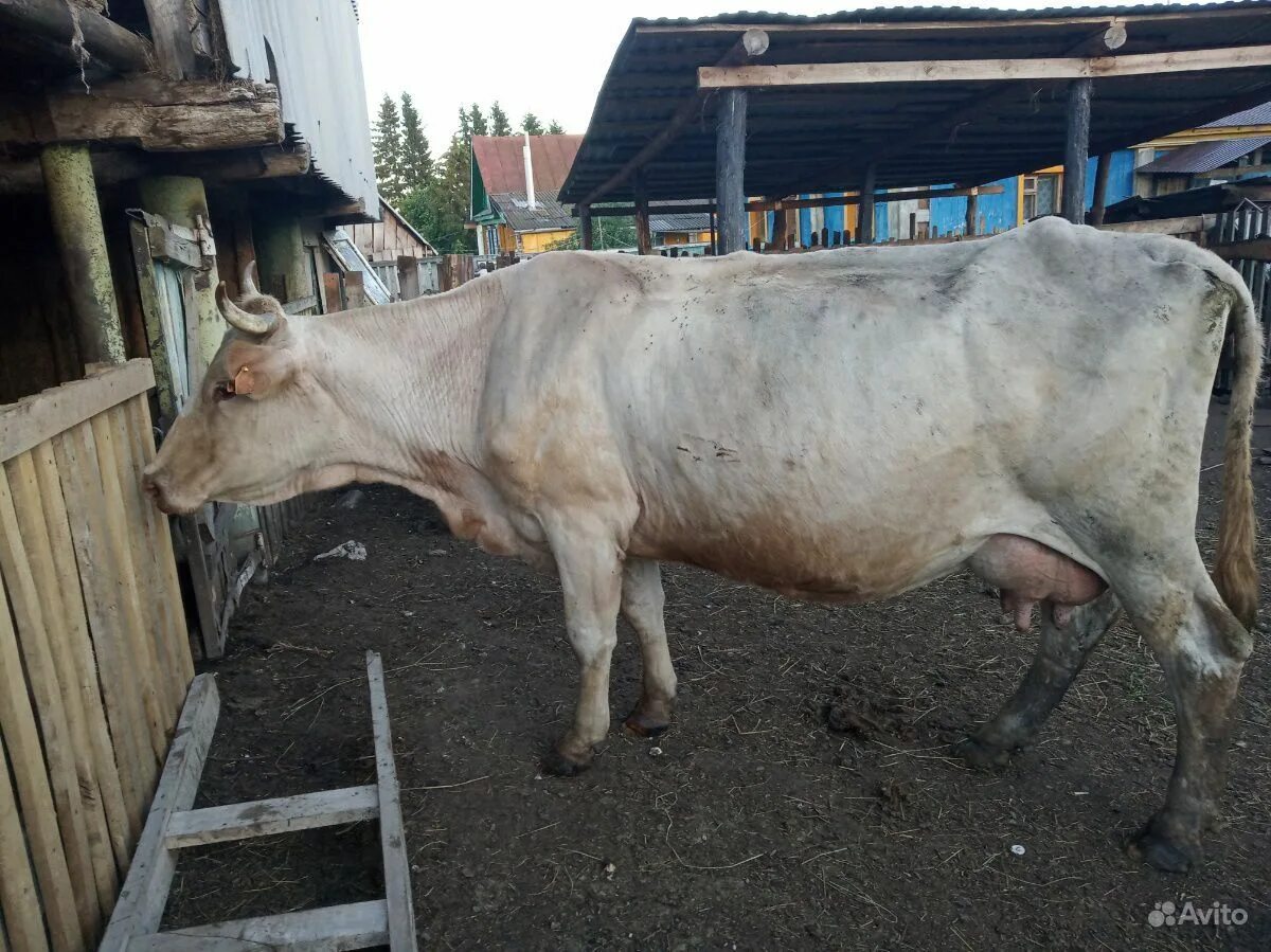 Продам корову дойную. Продается корова молочная. корову дойную сальском районе. животные ишимбая. корову дойную сальском районе гиганта.