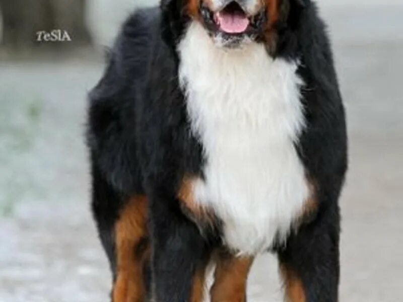 Питомник ареал. Питомник ареал. Бернский зенненхунд питомник екатеринбург. Ареал рось питомник. Питомник ареал.