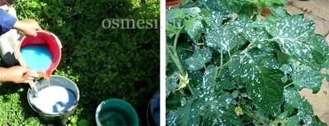 Помидоры купорос