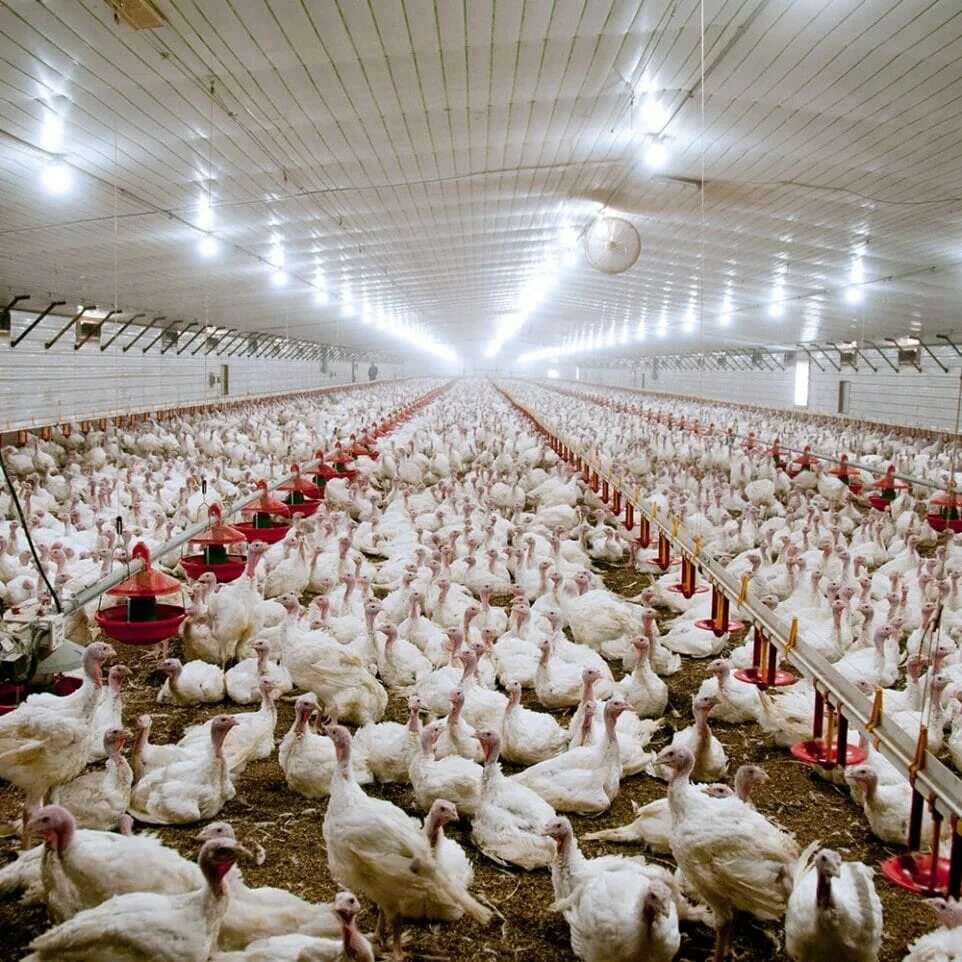 Федоровская птицеферма яйца. Птицефабрика. Птицефабрика. Мини птицеферма бройлеров. Птахофабрика.