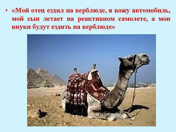 Мой сын ездил на верблюде. Наши предки ездили на верблюдах. дед ездил на верблюде. мой отец катался на верблюде. высказывание я ездил на верблюде.