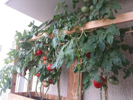 Помидоры балконные уход и выращивание