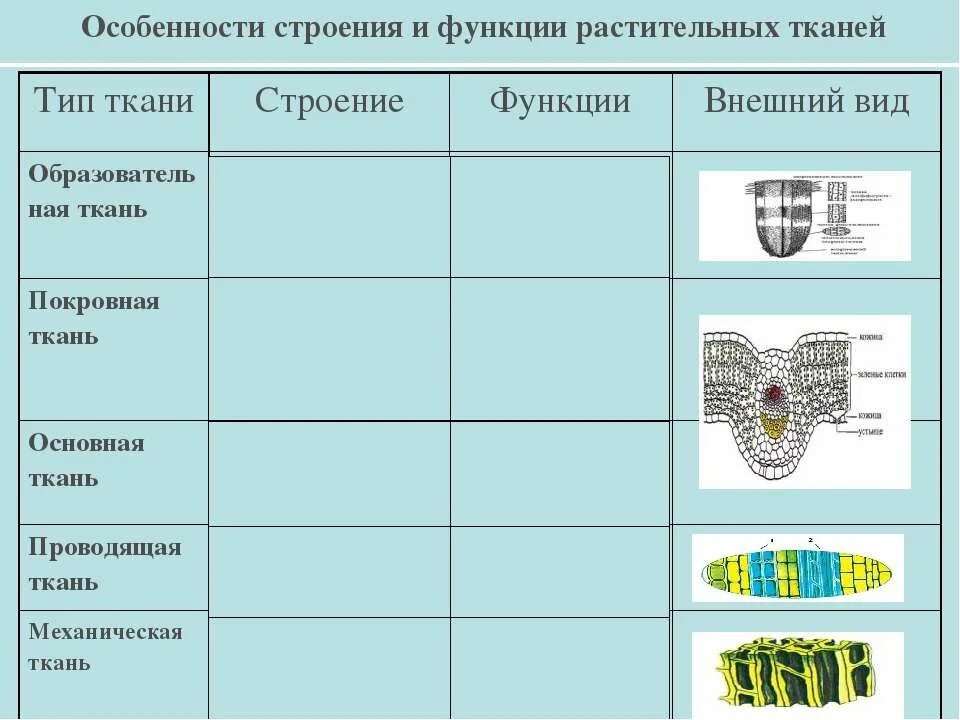 Строение тычинок шалфея. Основные типы устьичных аппаратов. Схема строения анализатора. Липиды мембран. Проводящие ткани ситовидные трубки флоэма.