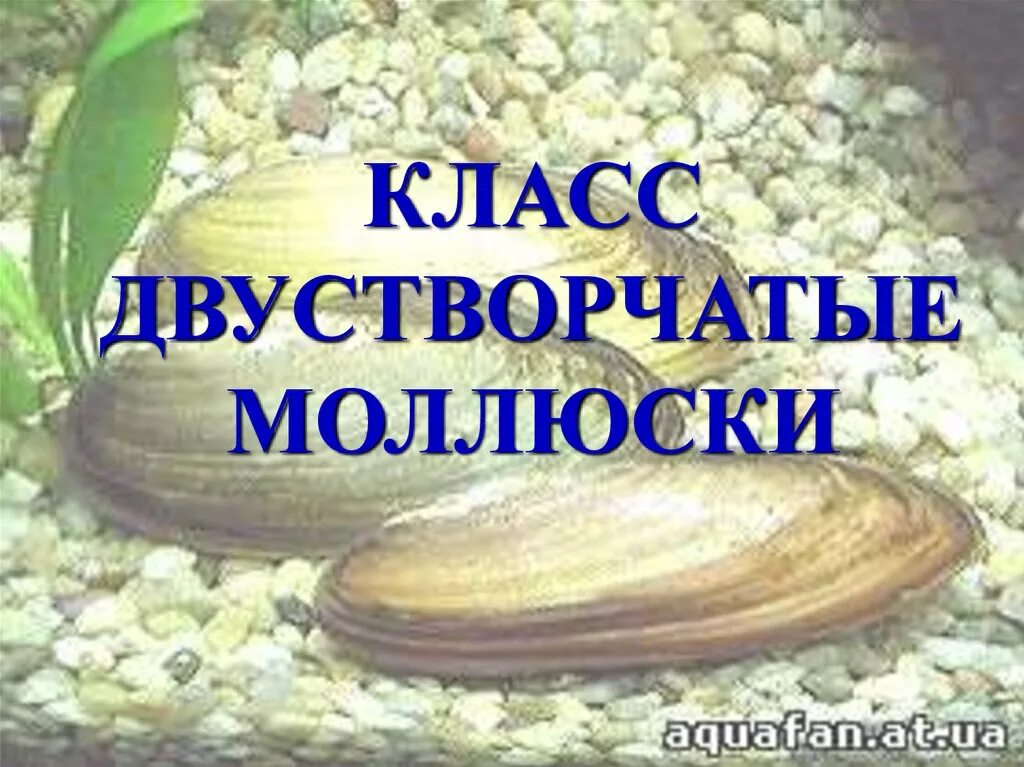 3 примера двустворчатых