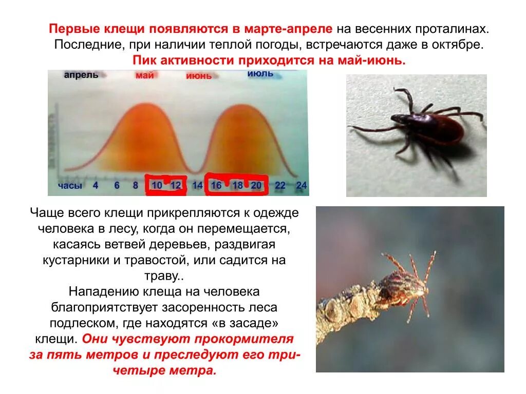 Передается ли энцефалит. Клещевой боррелиоз клещ. Иксодовый клещевой боррелиоз клиника.