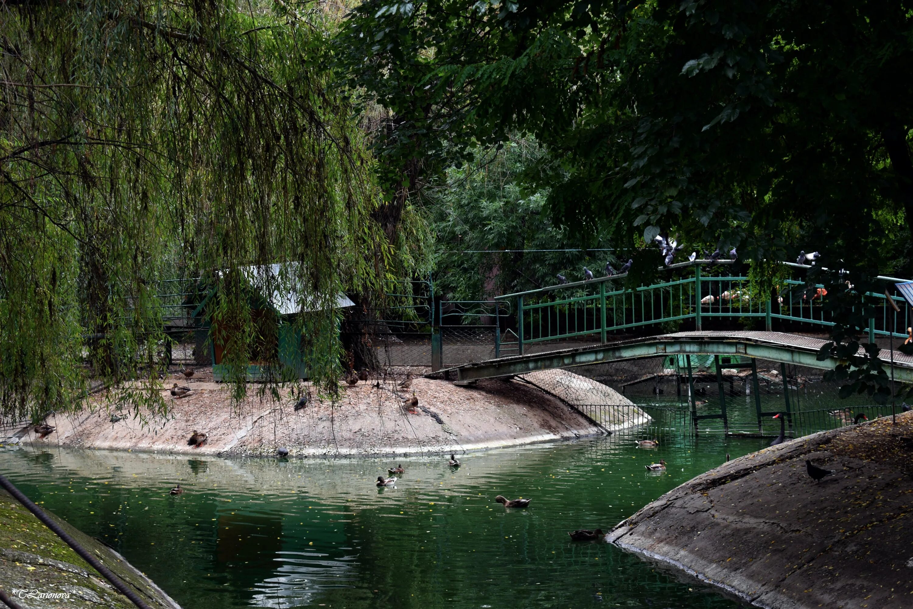 В пруду зоопарка. Розовый фламинго московский зоопарк. В пруду зоопарка. В пруду зоопарка. Московский зоопарк пруд.