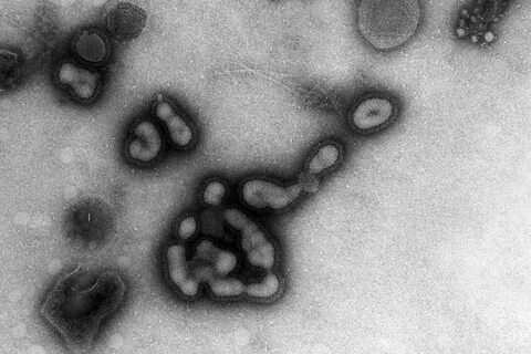H5n1 virus