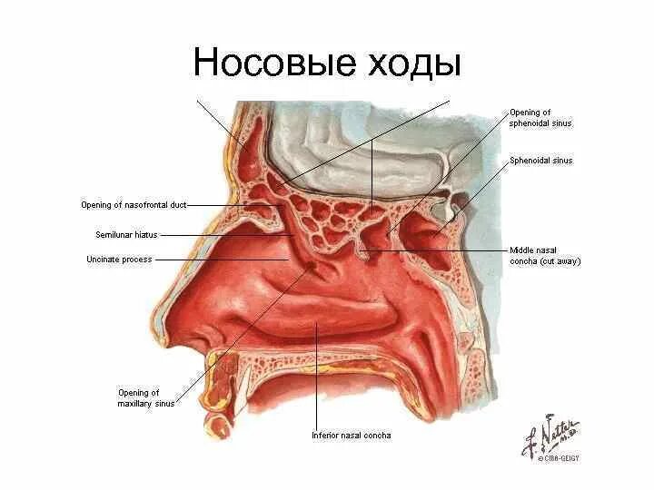 Полость носа анатомия строение кости. Средний носовой ход сообщается с. Хоаны носа анатомия. Нижний носовой ход сообщается с. Носовая полость анатомия схема.