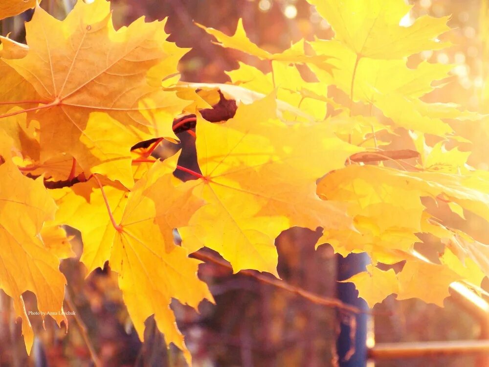 Осенние листья. Осень желтые листья. Желтая листва. Жёлтый лист осенний. Ворох желтых листьев