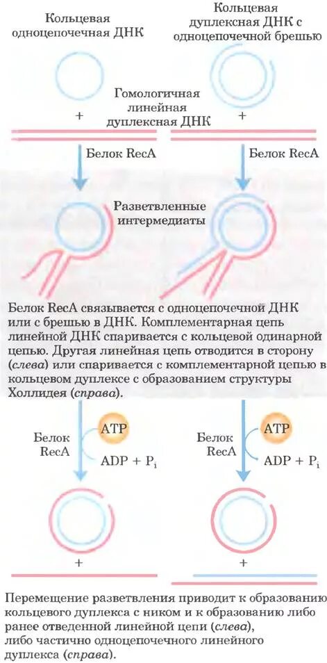 Днк кольцевая расположена. Рекомбинация ДНК. Гомологичная рекомбинация. Одноцепочечная Кольцевая ДНК. Кольцевая ДНК И линейная ДНК.