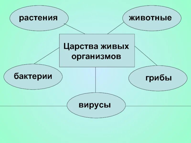 Царства живых организмов 6 класс. Царство живых организмов бактерии. Бактерии грибы растения животные это царство. Особенности Царств живой природы. 5 Царств живых организмов.