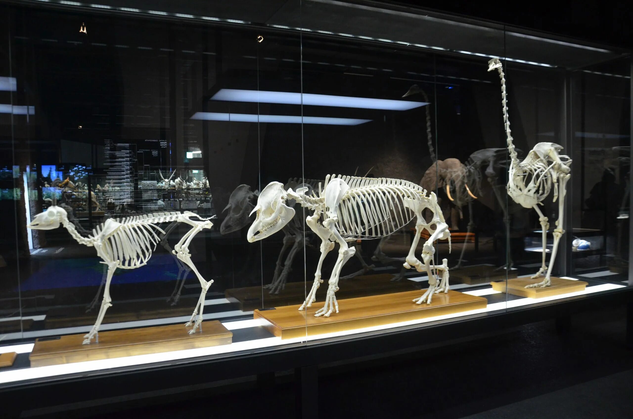 Museum meaning. Статуя в музее мадриде в испании. Археологический музей тиры тира. Museum meaning. Современный археологический музей.