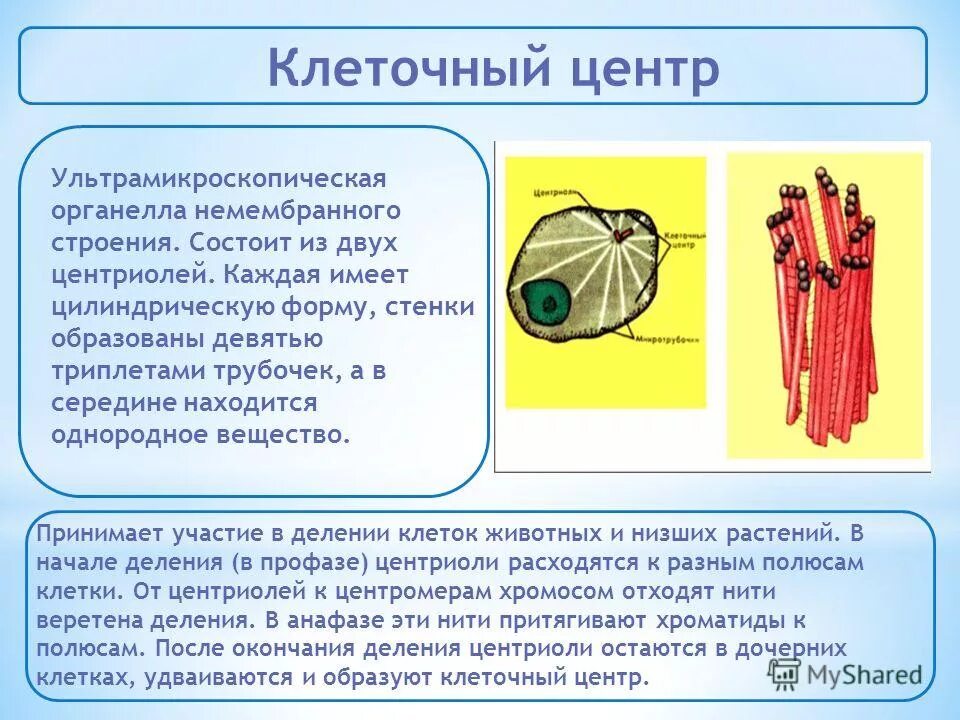 Центриоли немембранный. Клеточный центр является немембранным органоидам. Клеточный центр является немембранным органоидам. Немембранный органоид клетки это. Немембранные клеточный центр строение и функции.