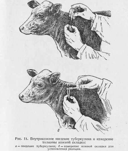 Методы диагностики туберкулеза крс. Аллергическая диагностика туберкулеза у животных. Туберкулин крс препарат. Туберкулин животным. Туберкулин животным.