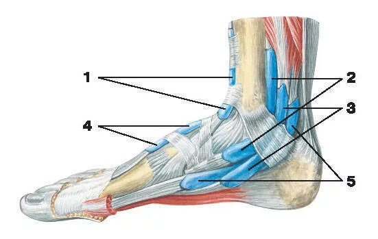 Сухожилие большеберцовой мышцы. Синовиальное влагалище сухожилия мышцы. Сухожилие большеберцовой мышцы анатомия. Тендинит большеберцовой мышцы. Каналы подошвы