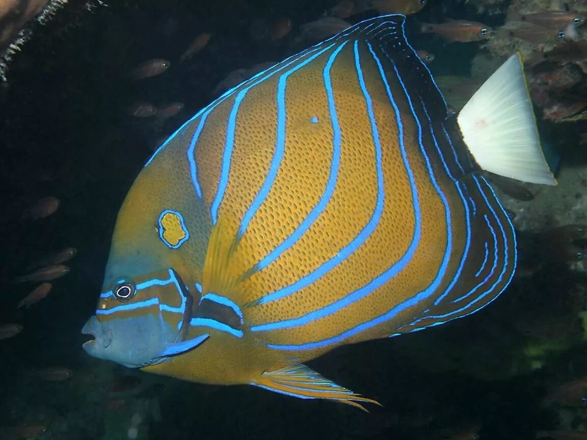 Рыба ангел фото. Pomacanthus semicirculatus. рыба-ангел аквариумная рыбка. рыба ангел геншин. рыба ангел красное море.