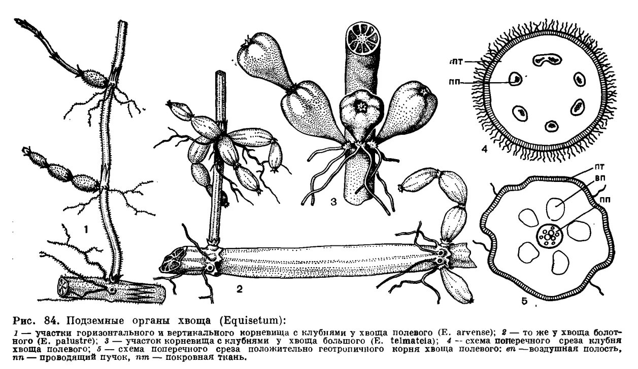 Клетки корневища хвоща. Клетки спорангия папоротника. Строение стебля хвоща. Клетки корневища хвоща. Анатомия строение стебля хвоща.