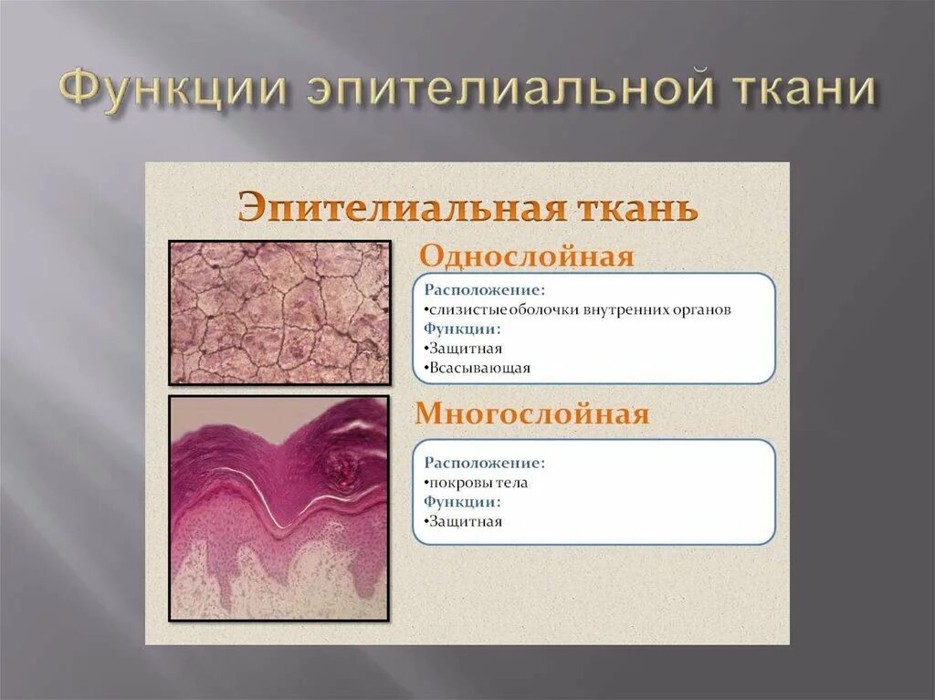 Функции эпителиальной ткани. Функции жпительной ткани. Местоположение однослойной плоской ткани. Расположение однослойной эпителиальной ткани.