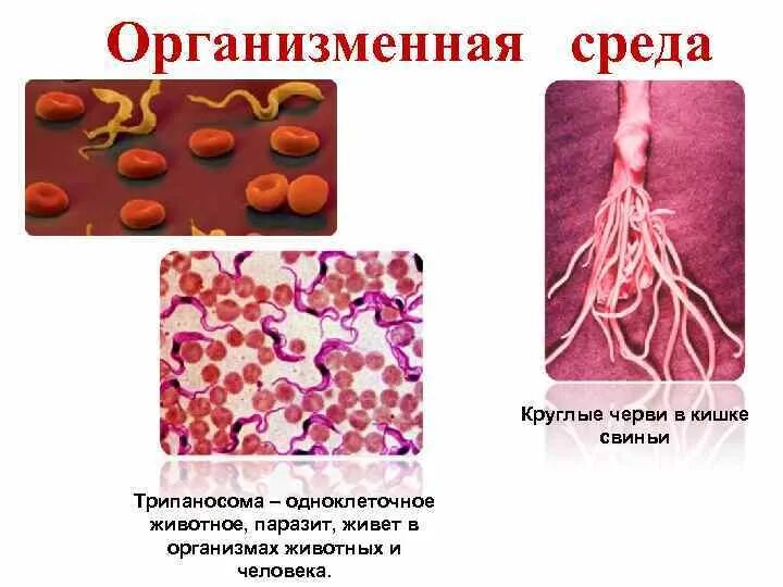 Особенности живых организмов организменная среда обитания. Организменная среда. Примеры паразитов в организменной среде. Обитатели организменной среды. Организменная среда обитания обитатели.