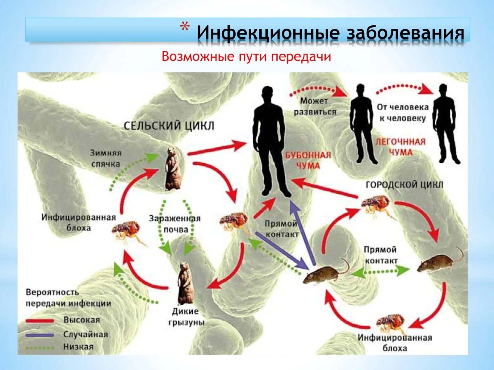 Схема передачи чумы.