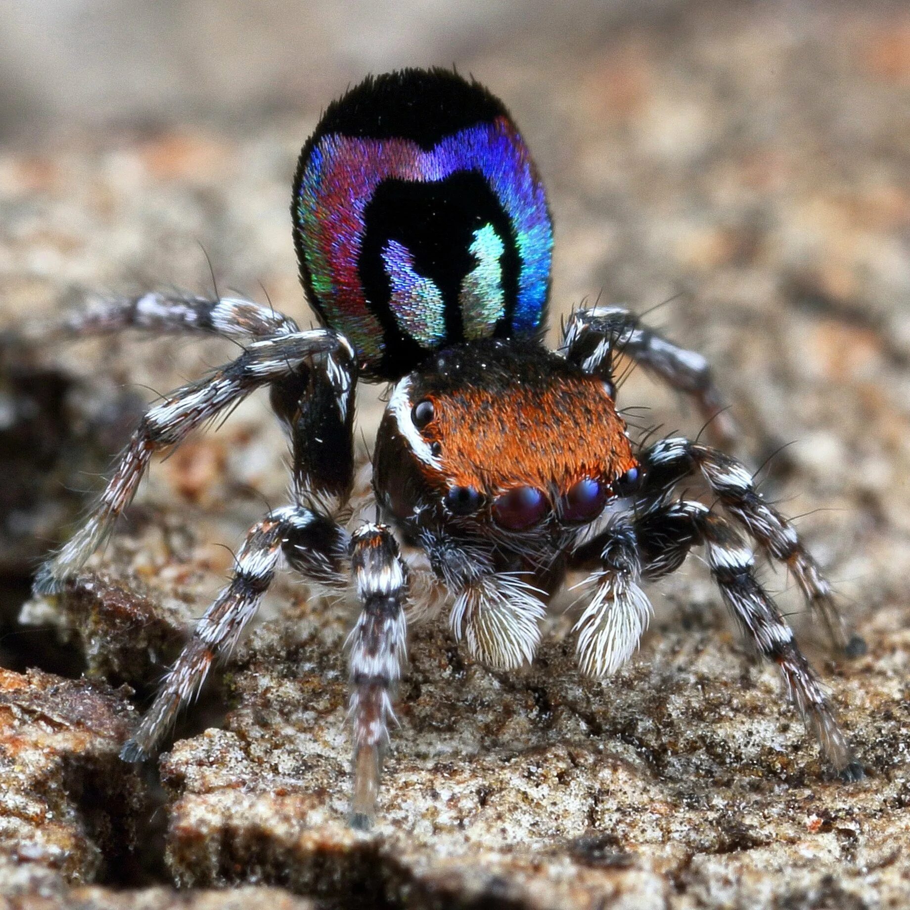 Паук хамелеон. Маратус персонатус. Паук-Павлин (Maratus volans). Паук Maratus speciosus. Maratus personatus паук.