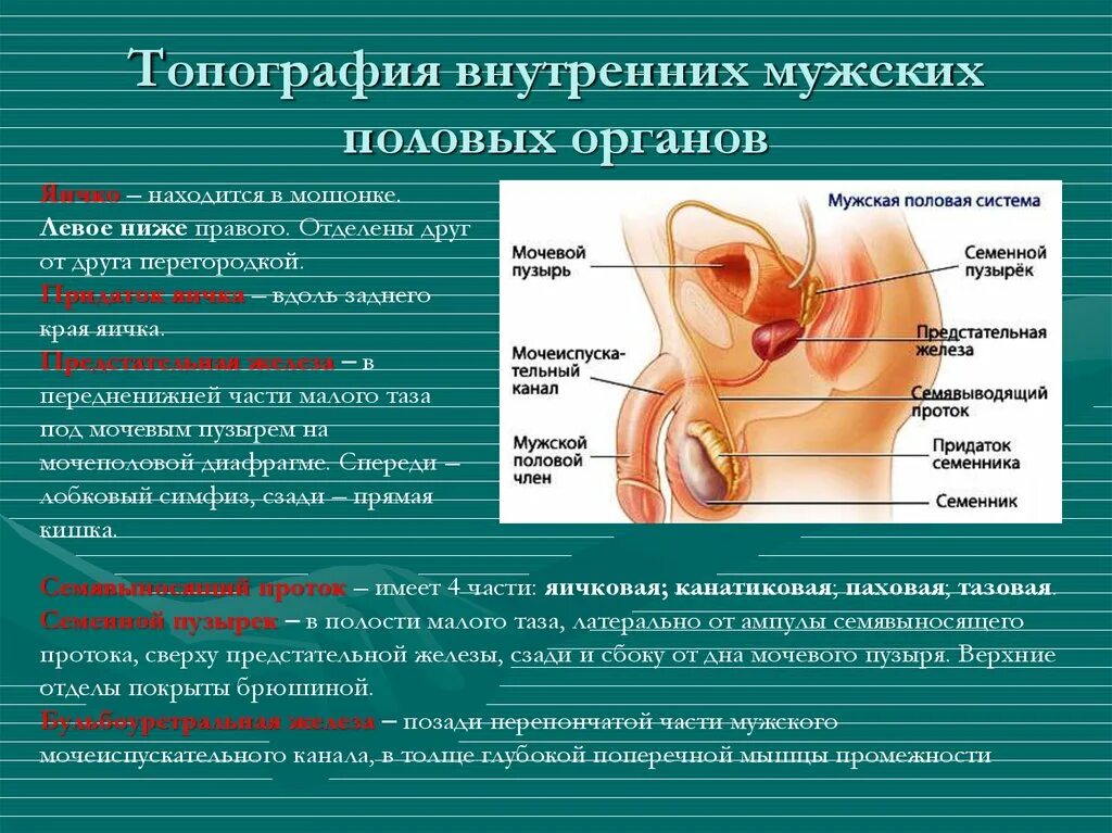 Органы составляющие мужскую половую систему. Топография мужских половых желез. наружные мужские пол органы строение и функции. строение мужских половых органов.