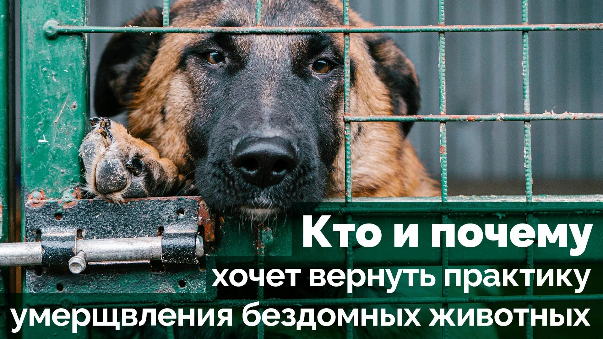 Умерщвление животных закон. Фз об ответственном обращении с животными. Умерщвление животных закон. Фз об ответственности обращения с животными. Памятка по ответственному обращению с животными.