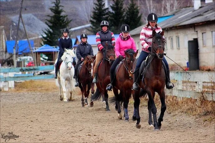 кск воронцово манеж. конно-спортивный комплекс. лошадь идеально подходящая для подростка. кск ели. конно-спортивный клуб жокей, томск.