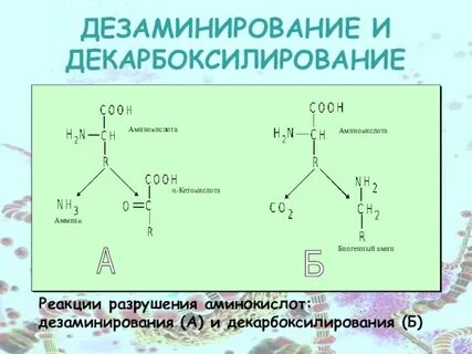 Биологическая роль декарбоксилирования аминокислот