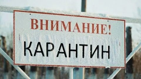 Карантин по бешенству в москве