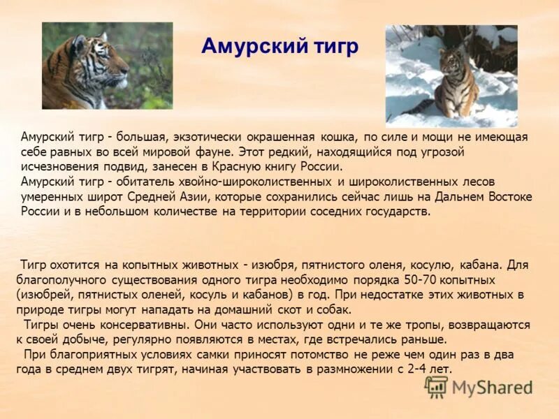 Тигр сообщение 3 класс окружающий. Амурский тигр причины вымирания. амурский тигр угроза исчезновения. амурский тигр причины исчезновения. причины исчезновения амурского тигра.