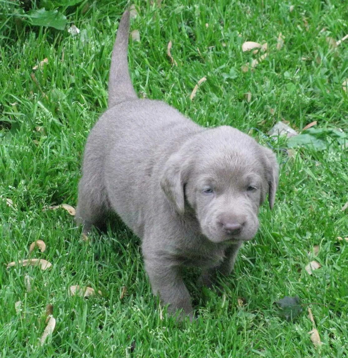 Silver lab