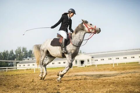 Tough 1 English Riding Crop.