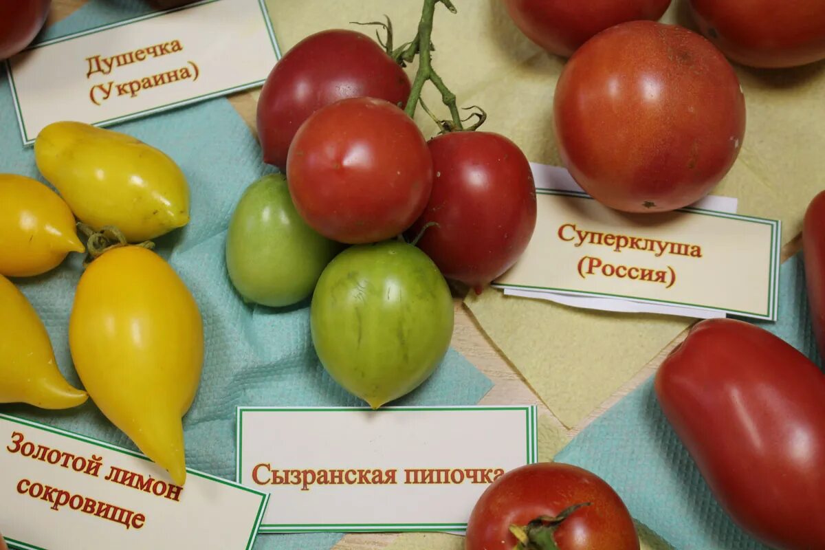 Томат кустанайская пипочка. Томат кустанайская пипочка. Томаты сызранская пипочка описание сорта фото отзывы. Томаты сызранская пипочка описание сорта фото отзывы. Сорт помидоров сызранская пипочка.