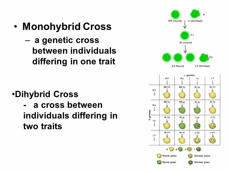 Monohybrid Cross. Моногибридное скрещивание. Моногибридное скрещивание примеры. Monohybrid Crossing.