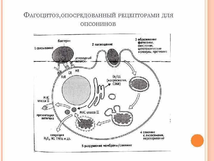 Фагоцитоз в каких клетках животных. Фагоцитоз в каких клетках животных