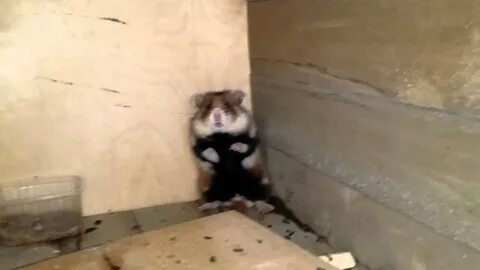 Почему не пришел hamster