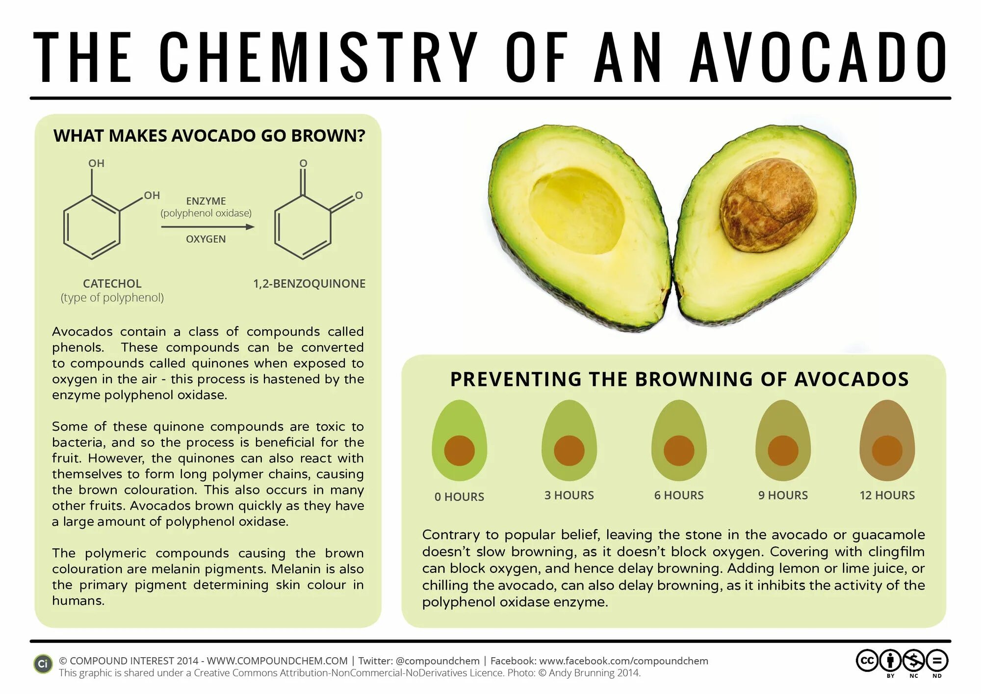 Какое вещество темнеет на воздухе. Химия авокадо. Авокадо инфографика. Строение авокадо. Авокадо питательные вещества.