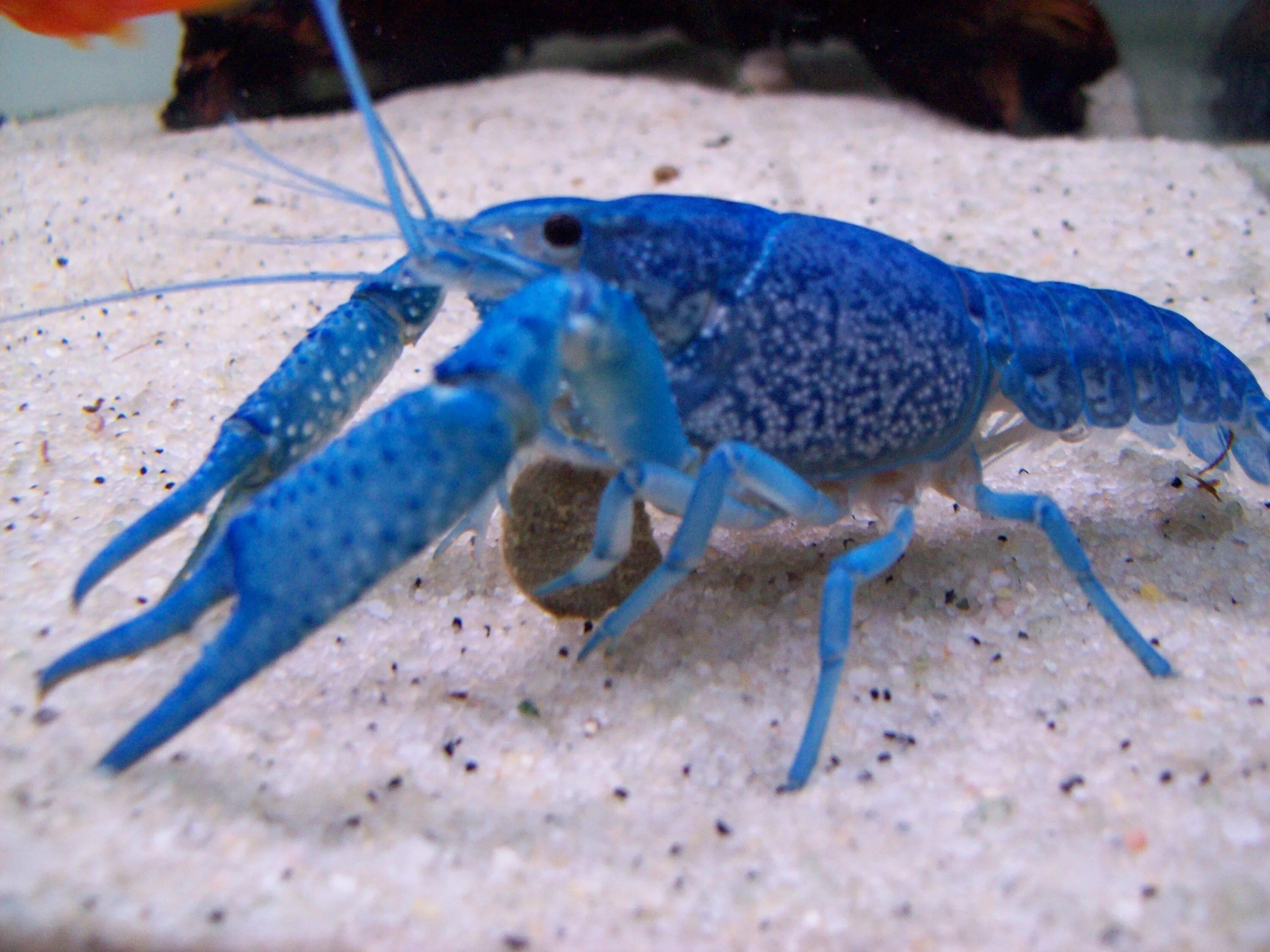 Где живут синие. Флоридский Омар. Procambarus alleni синий Флоридский рак.. Флоридский краб. Блу лобстер.