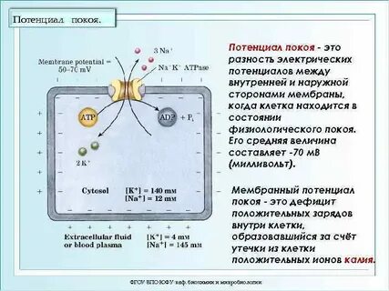 Строение нервных клеток мембранный потенциал потенциал действия
