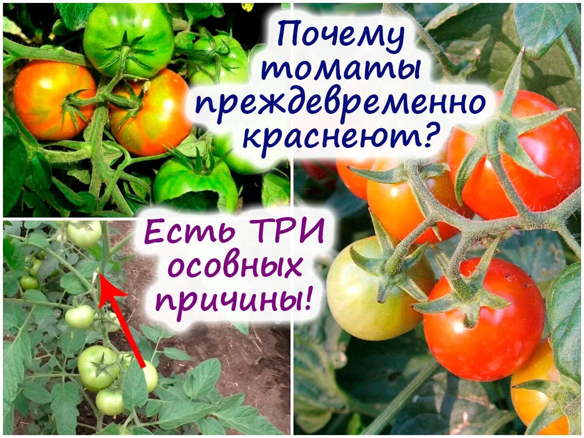 Почему помидоры краснеют. Багровеют помидоры. Сбор урожая помидор. Помидоры не краснеют. Томат красный урожай.